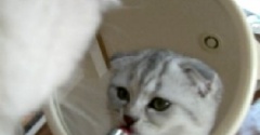 猫の魅力を教えてくれたこまりの誕生日～♪