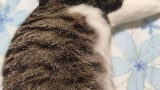猫可愛い（※画像あり）