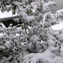 『焼きでも生でも！』