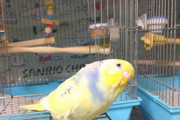 PBFDそらちゃんと☆あむしろインコ日記☆ - ハゴロモセキセイ