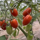 お知らせ　その2