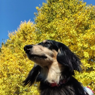 NPO法人ペット里親会