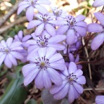 葉っぱ塾～ブナの森から吹く風