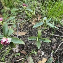 それが春の匂いだよ