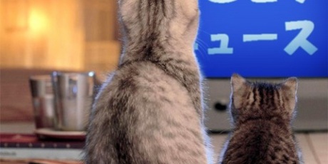 ぬこモフ - 地域猫