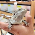 ゴールデンウィークセール後半戦！！目玉生体紹介