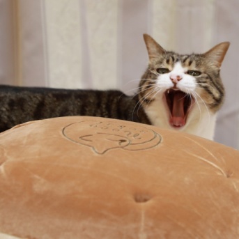 安静にしていられない猫。