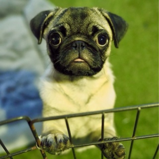 NPO法人ペット里親会