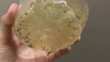【悲報】ワッイの家、コバエ大量発生で詰むｗｗｗ