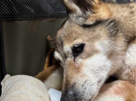 みーやのまったり通信。