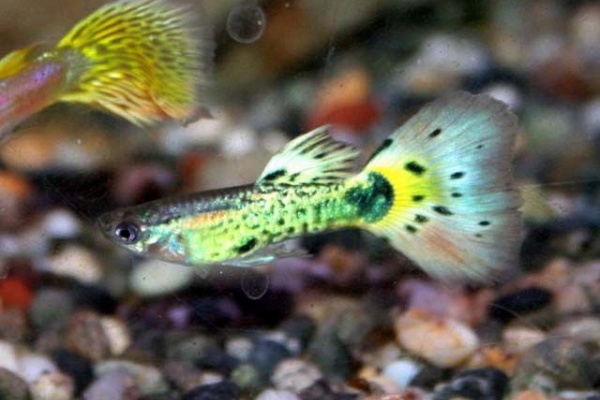 くまぱぱのブログ 11年04月