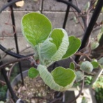 じょいふるちゅうりっぷ・手作り工房