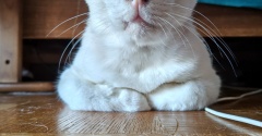 ジャガー