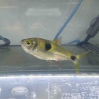 『12月日(土)熱帯魚入荷情報✨』の画像