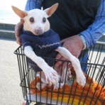 わんこのパフィー店長ブログ