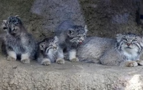 神戸どうぶつ王国のマヌルネコの赤ちゃん　可愛すぎる件
