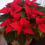 紅音の瞑想生活