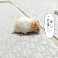 今日のプリンとうさぎのルリ(9/9追記)