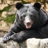 ãéå ±ãè¦å¯ãæ³éã¯ã¯ãã«å¹ããªããâããï¼