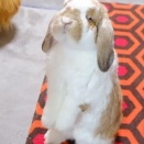 たまらないうたっち姿