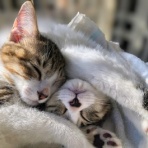 NGO　Life Investigation Agency