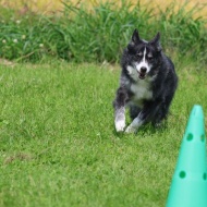 【犬のいる暮らし】６０歳からはやりたい放題だけどね♪