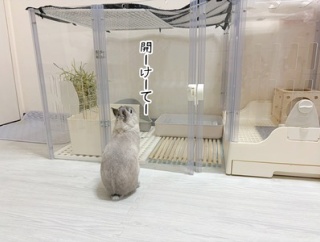うさぎのルリ(9/12追記)