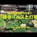 武生の引接寺「蓮の花」　福井県越前市京町