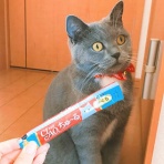にゃんこ速報～修羅場・キチママ・生活まとめ～