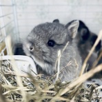 うさぎ専門店ラビッツファーム子うさぎ成長記録