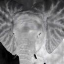 「ゾウは耳で体温調節している」 → 赤外線カメラで撮影するとなるほど納得できる