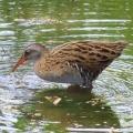 ヒクイナ＆クイナの蔵出し画像🦜（多々良沼公園）