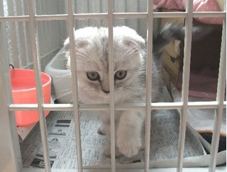 モモを迎えた前日の猫たちの様子
