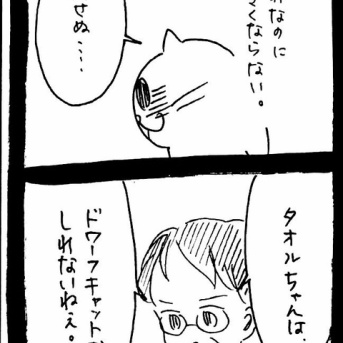 ドワーフキャットタオルちゃん3