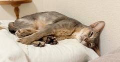 飼い主より先に就寝するぼくちん