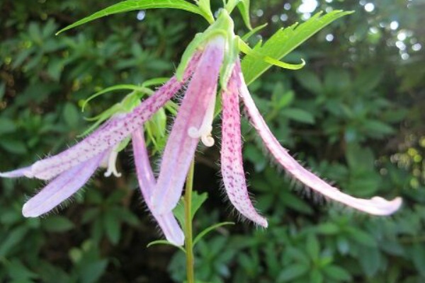 ミセスケイの薔薇コラム サンブリテニア ミセスケイの薔薇コラム サンブリテニア