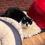 馬とニャンコと男と女