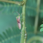 ちょっとだけ不思議な昆虫の世界（３）