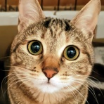 うちのとらまる