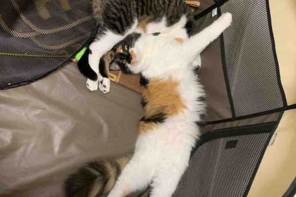 酔う子のユーラシア大陸お散歩ログ 保護猫