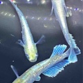 🐟金魚・メダカ入舎情報‼️