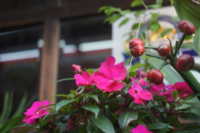 YASHICA YASHIKOR 5cm f2.8（Lマウント） : 会計士によるバリュー