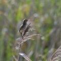 草原でコヨシキリ鳴く！