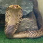 インドネシアの女性歌手、蛇に噛まれるも解毒剤を断ってショーを続け死亡