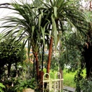 コルジリネ・オーストラリス・・The Best 100 Plants in Alex's Garden