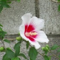 2026-106写真俳句17★(0706）茄子