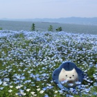 『Blue！ Blue！ ネモフィア祭り』の画像