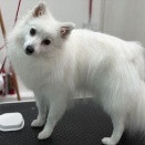 トリミングのお客様