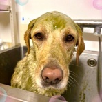 神奈川県 ワンラブ LICOPA川崎店のスタッフブログ