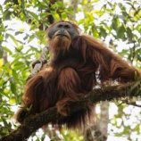 『タヌパリ：新種のオランウータン発見』の画像